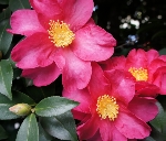 NiwaNaviImage NiwaNaviImage