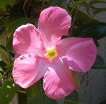 NiwaNaviImage NiwaNaviImage