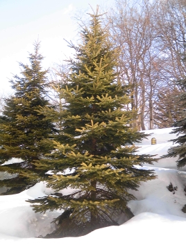 ¥È¥É¥Þ¥Ä ¥È¥É¥Þ¥Ä