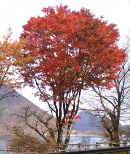 NiwaNaviImage NiwaNaviImage