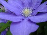 クレマチス クレマチス