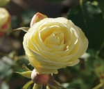 NiwaNaviImage NiwaNaviImage