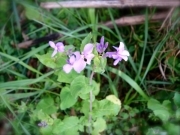 雑草の中の花 雑草の中の花