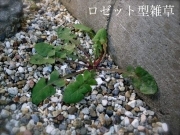 ロゼット型の雑草例 ロゼット型の雑草例