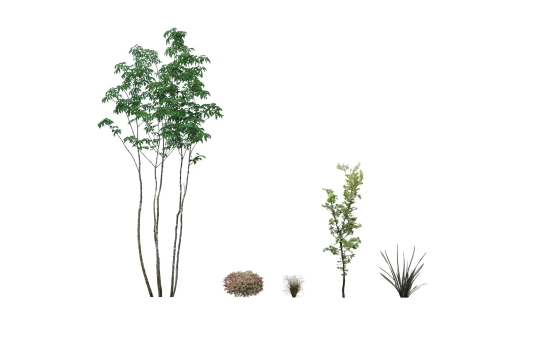 今回追加された樹木 今回追加された樹木