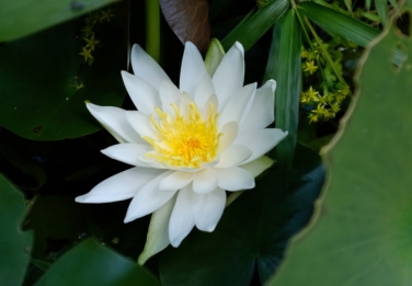 NiwaNaviImage NiwaNaviImage