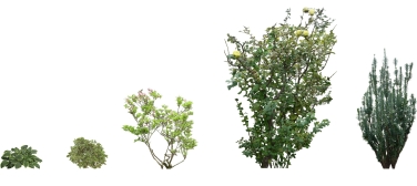 追加樹木1 追加樹木1