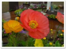 󥿡ʥʥ롡եǥ󥷥硼