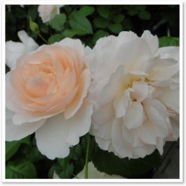 륤 ȡ󡣥ɥפ碌åȺ餭ΥХ顣ɤǤ / / / / / / / / / / / / / /